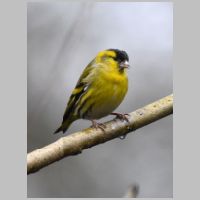 2016 3rd Steve Cload- siskin